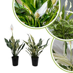 Pack 2 Peace Lily Plants, Peace Lily Houseplant, Well Rooted Indoor House Plant 4-7 Inch Tall, Variegated Foliage