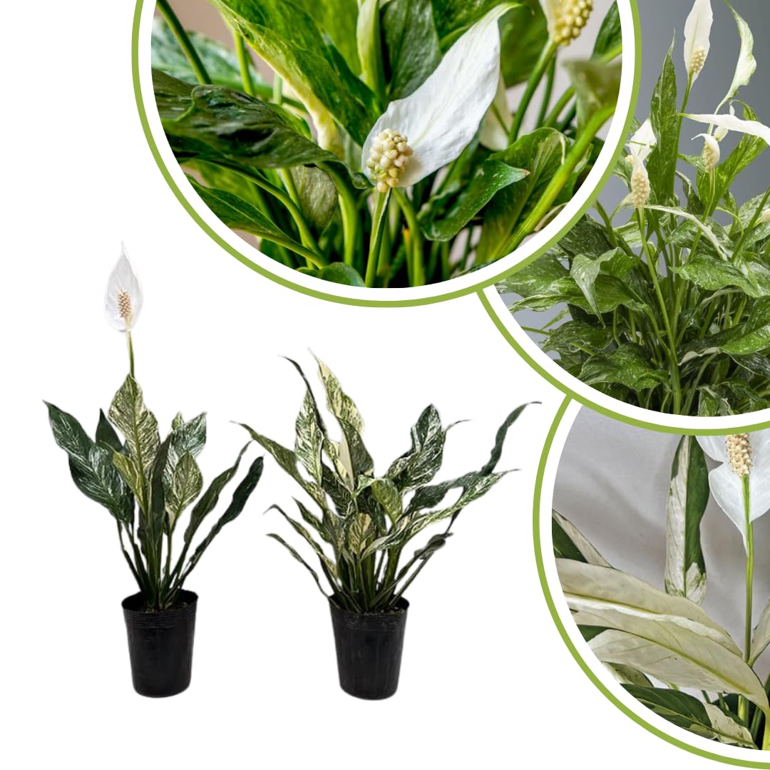 Pack 2 Peace Lily Plants, Peace Lily Houseplant, Well Rooted Indoor House Plant 4-7 Inch Tall, Variegated Foliage