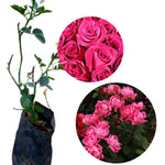 Pink Climbing Rose Live Plant, 6 Months Old Starter, Fragrant Purple Climbing Roses for Planting Outdoor, No Pot