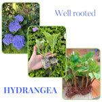 Hydrangea Plant Live Tree, Blooming Garden Bush Hardy Hydrangea Shrub, Random Flowering Plant Indoor Outdoor Well-Rooted 5-9 Inc Tall, Stater Plant
