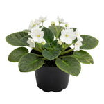 African Violet Plant Live in 4 Inch Pot, Indoor Flowering Houseplant, Compact Blooming Plant for Home or Office (White Blooms)
