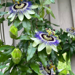 Passion Flower Plant Live, 5 to 8 Inch Tall Passiflora Vine, Fragrant Climbing Plant for Garden or Trellis, No Pot, Well-Rooted (Blue Passion Flower)