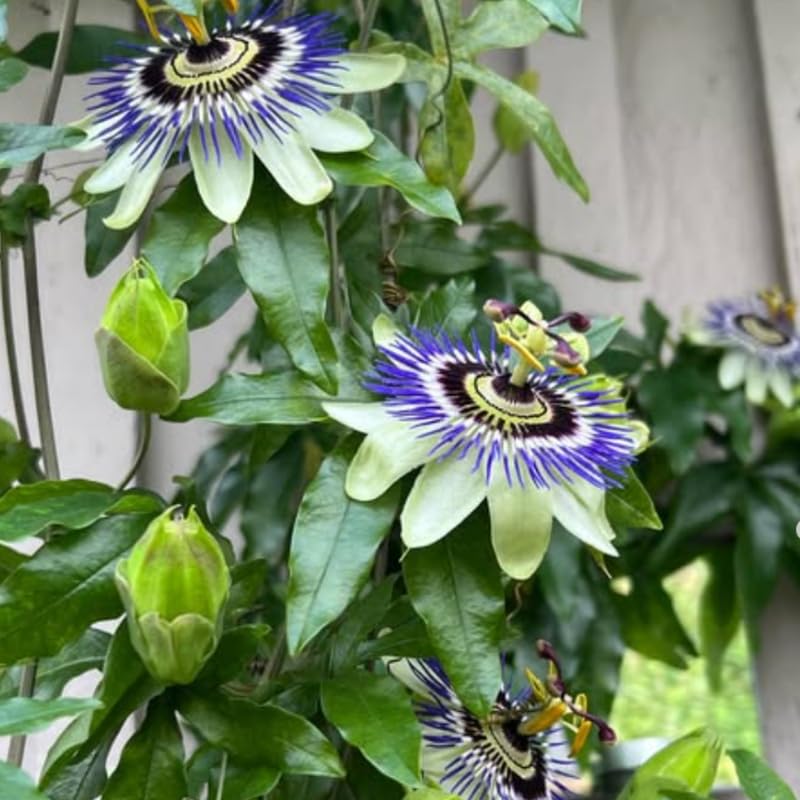 Pack 2 Passion Flower Plants Live, Passiflora Vine Well-Rooted, 5-7 Inch Tall Climbing Vine for Garden Trellises and Fences, No Pot (Blue Passion Flower)