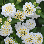 Set 4 Mix Trailing Lantana Plants Live, 4 to 7 Inc Tall, Rose Lantana Live Plants for Planting Vibrant Perennial Flower Garden