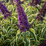 AVERAR 6 Months Old Variegated Butterfly Bush Live Plant, Butterfly Bushes Ready to Plant Outdoor, Buddleia Plant Bush Shrub 5-7 Inches Tall, No Pot, Color Purple or Light Purple