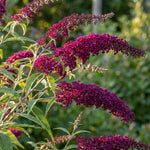 2 Raspberry Butterfly Bush Plants Live, Vibrant Buddleia Plants 4-7 Inches, Colorful Flowering Shrub for Outdoor Garden