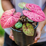 Set 2 Caladium Plants, Mix Caladium Houseplant Live 4-6 Inches Tall, Garden and Container Growing (Mix)