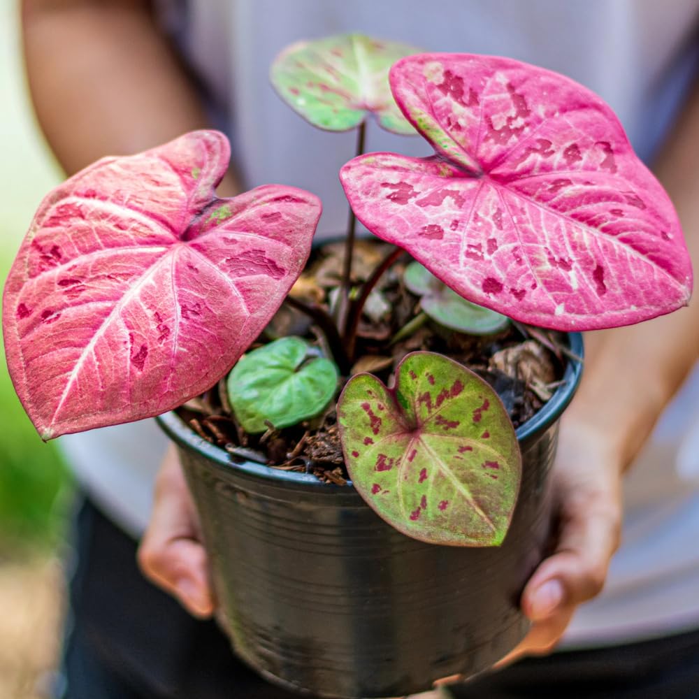 Set 2 Caladium Plants, Mix Caladium Houseplant Live 4-6 Inches Tall, Garden and Container Growing (Mix)