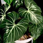 Gloriosum Philodendron Plant Live, Rare Tropical Variegated Live Indoor Houseplant, Starter Plants No Pot, 5-9" in Tall