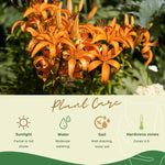 10 Turks Cap Lily Bulbs, Perennial Tiger Lilies Bulbs for Garden Borders, Hardy and Ready to Plant