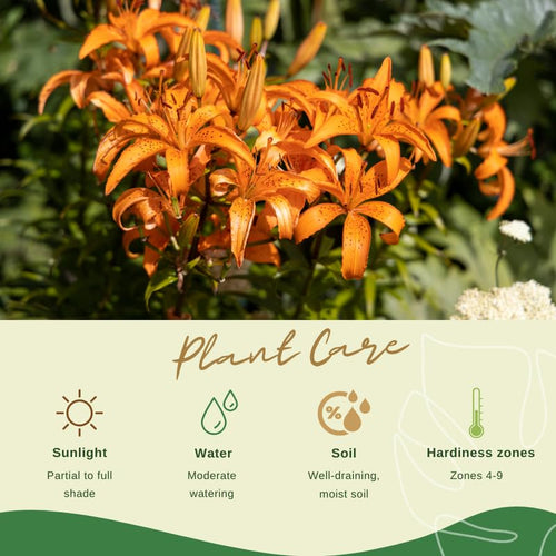 10 Turks Cap Lily Bulbs, Perennial Tiger Lilies Bulbs for Garden Borders, Hardy and Ready to Plant