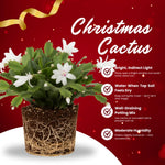 Christmas Cactus Plant, Thanksgiving Cactus in 4” Pot, Colorful Holiday Blooms, Indoor Gardens Growing (White Christmas Cactus)