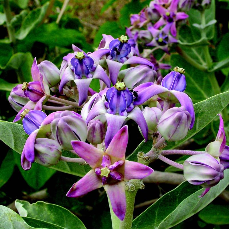 4 Milkweed Plants Live, White Vining Butterfly Milkweed Asclepias Tuberosa Perennial Wildflowers Swamp Common Bush, 5-9" in Tall, No Pot