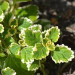 Pack 2 Swedish Ivy Plants Live Indoors in One Pot, Plectranthus Swedish Ivy House Plants, Live Swedish Ivy Vine, 4-6" Tall (Variegated Swedish Ivy)