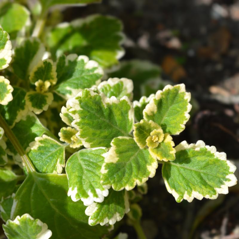 2 Swedish Ivy Plants Live Indoors to Grow Starter Plants, Plectranthus Australis Swedish Ivy House Plants, Live Swedish Ivy Vine Creeping Charlie, 4-6" Tall (Variegated Swedish Ivy)