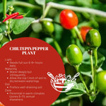 Chiltepin Pepper Plants Live for Planting, in 4" Pot, Hot Chili Pepper for Indoor and Outdoor Growing, Vegetable Home Garden