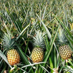 3 Pineapple Trees Live Plants, Sweet Pineapple Plants Live for Growing, Cold Hardy Pineapple Fruit Trees, No Pot, Well-Rooted 4-8 Inch Tall (Sugarloaf Pineapple)
