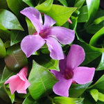 2 Mandevilla Live Plants, Flowering Mandevilla Plants, 5-9” Height, Mandevilla Trellis Vines for Outdoor Garden and Containers (Blue Mandevilla)