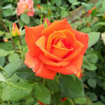 Rose Bush Live Plant, 5-9 Inch Tall, Fragrant Rose Flowers Tree, Well-Rooted Ready to Plant Outdoor Indoor (Orange Rose)