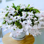 Thanksgiving Cactus Live Plant in 2" Pot, Holiday Christmas Cactus Plants Live, Winter Bloom, Indoor Planting, Ready to Blooms (White)