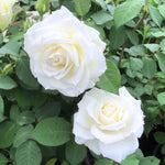 Rose Plant Live, Hybrid Tea Rose Bush Live Plant, 5-9 Inch Tall, Fragrant Flowers Shrub Ready to Plant Outdoor, No Pot, Well-Rooted (White Rose)
