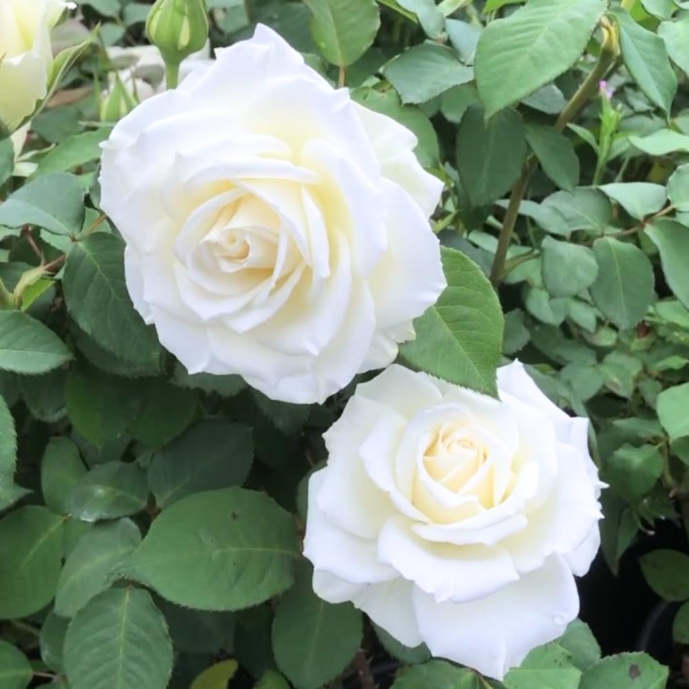 Rose Bush Live Plant, Hybrid Tea Rose Plant Live, 5-10 Inch Tall, Fragrant Rose Flowers Tree, Climbing Rose Live Plant Ready to Plant Outdoor (White Rose Plant)