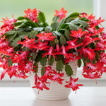 Christmas Cactus Plant Live, Starter Holiday Thanksgiving Cactus Plant for Indoor Outdoor Houseplants, Fasle Easter Cactus Plants Like, Cold Hardy, 5-9" in Tall (Single Random Blooms)
