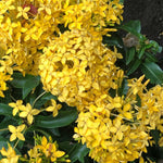 2 Yellow Ixora Live Plants, Well-Rooted Flowering Ixora Shrub Seedlings, 4-9” Tall, Tropical Ixora Bush for Indoor or Outdoor Garden