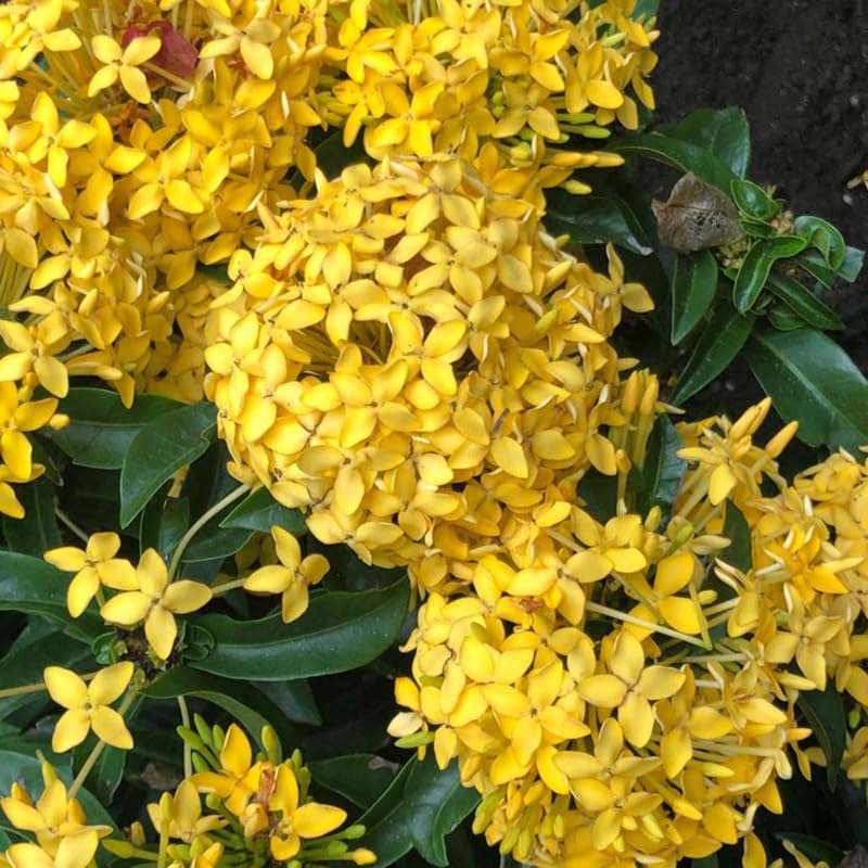 2 Yellow Ixora Live Plants, Well-Rooted Flowering Ixora Shrub Seedlings, 4-9” Tall, Tropical Ixora Bush for Indoor or Outdoor Garden