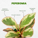 Peperomia Plant Live, Peperomia Houseplant Live, Tricolor Foliage, 4 to 6 Inches Tall, Ideal for Home and Office Decoration
