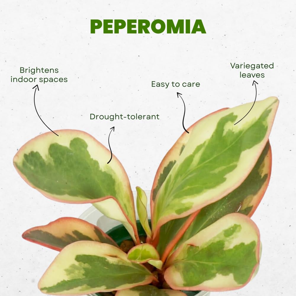 Peperomia Plant Live, Peperomia Houseplant Live, Tricolor Foliage, 4 to 6 Inches Tall, Ideal for Home and Office Decoration
