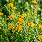 Pack of 2 Mexican Tarragon Plants, Tarragon Plant Live, 4-6 Inc Tall, Culinary Herb for Herb Gardens, Containers and Landscapes