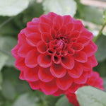 Red Dahlia Bulbs Pant, 2-3" Tall, Dahlia Flower Bulbs for Outdoor Garden, Flowering Tuber Cluster for Planting, Not Live Plant