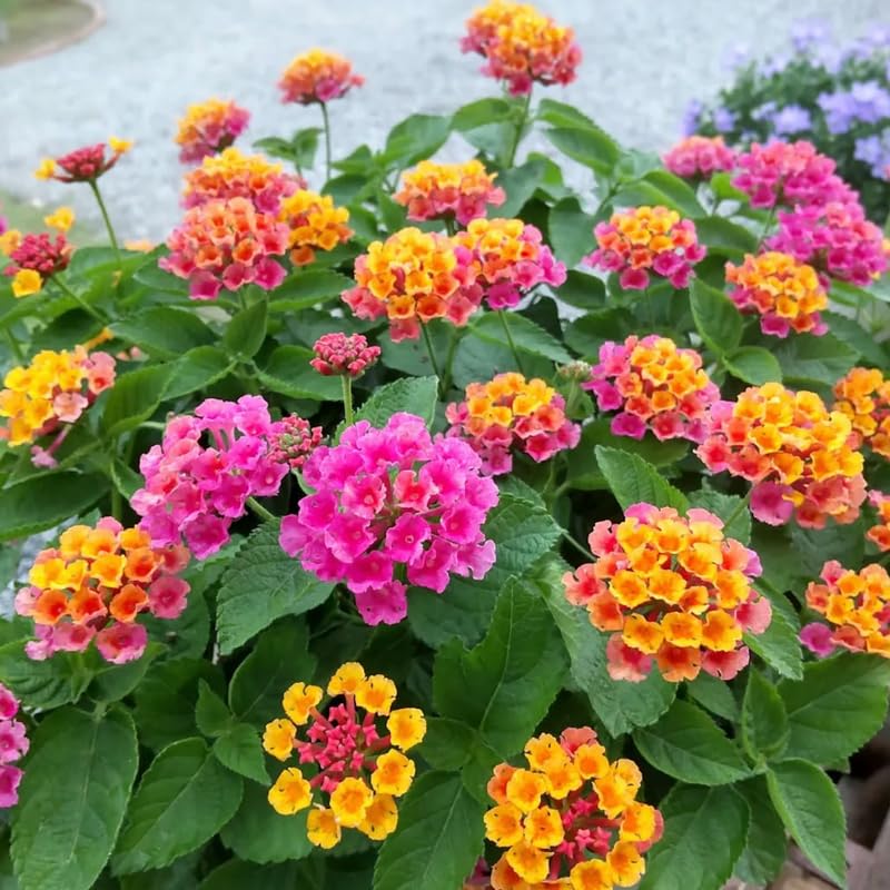 2 Random Blooming Lantana Plants Live, Colorful Perennial, Long-Blooming and Very Hardy, Size 5 to 12 Inches in Tall, Well-Rooted, Outdoor Planting