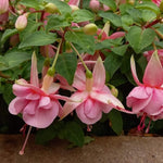 2 Fuchsia Live Plants, Fuchsia Flower Perennial for Outdoor Garden 3 to 5 Inches (Pink)