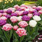 25 Tulip Bulbs for Spring Planting, Large Tulip Bulbs for Fall Planting, Flower Bulbs Garden Indoor Outdoor (Mix Double)
