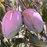 Coconut Cream Mango Tree Live Plant Grafted, 14 to 18 Inches Tall in Pot, Ready to Bear Fruit in 1 Year, Sweet Mango Tree for Planting