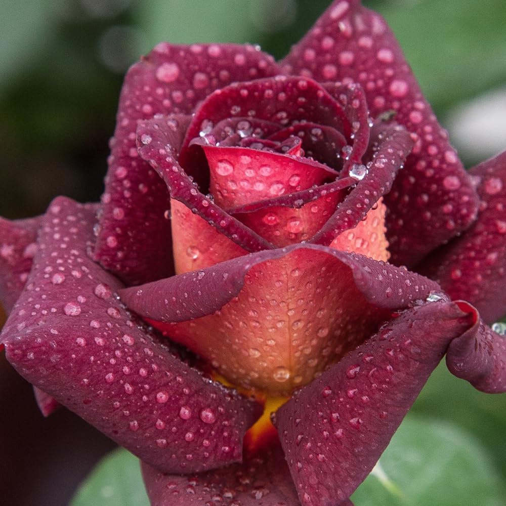 Rose Bush Live Plant, 5-9 Inch Tall, Fragrant Rose Flowers Tree, Well-Rooted Ready to Plant Outdoor Indoor (Dark Night Rose)