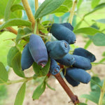 Blue Honeyberry Plant, Perennial Sweet Berry Bush, Size 6-8 Inch Tall Cold-Hardy Blue Honeyberry Bush, 1 Year Old Haskap Plant