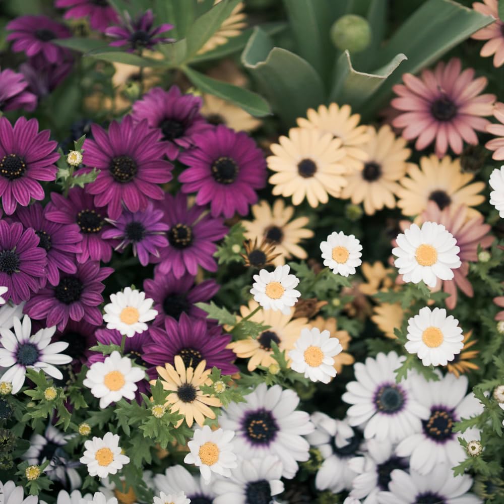 4 Osteospermum Plants, African Daisy Live Plants, 3-5 Inches, Perennial Mix Blooms, Spring to Summer Flowers (Mix)
