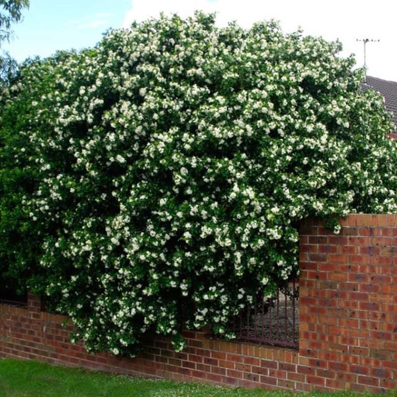 Potted Mock Orange Trees Live Plants, 6-12" Philadelphus Very Fragrant Climbing Bush Shrub Tree, White Blooms