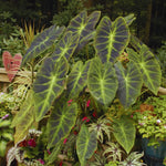 Combo 3 Dark Leaf Colocasia Live Plants, Elephant Ear Esculenta Taro, 5 to 8" in Tall, Alocasia Live Plant for Planting, Live Houseplant Colocasia Plant