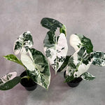Alocasia Live Plant, Rare Elephan Ear Indoor Plant, Tropical Houseplant for Home and Garden Decor 4-9 Inches - White Green