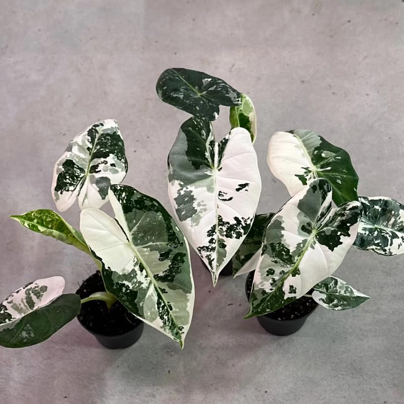 Alocasia Live Plant, Rare Elephan Ear Indoor Plant, Tropical Houseplant for Home and Garden Decor 4-9 Inches - White Green