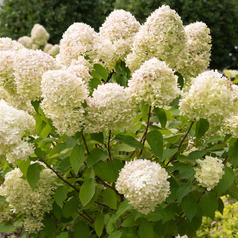 Lime Hydrangea Live Plant in 2.5'' Pot, Hydrangea Bush Shrub Vibrant Blooms, Outdoor Garden, Ready to Grow