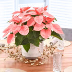 2 Poinsettia Plants Live, Peach Poinsettia Flowers Christmas Decorations, Holiday Houseplant, Poinsettias Trees Plants, No Pot, 5-9" Tall
