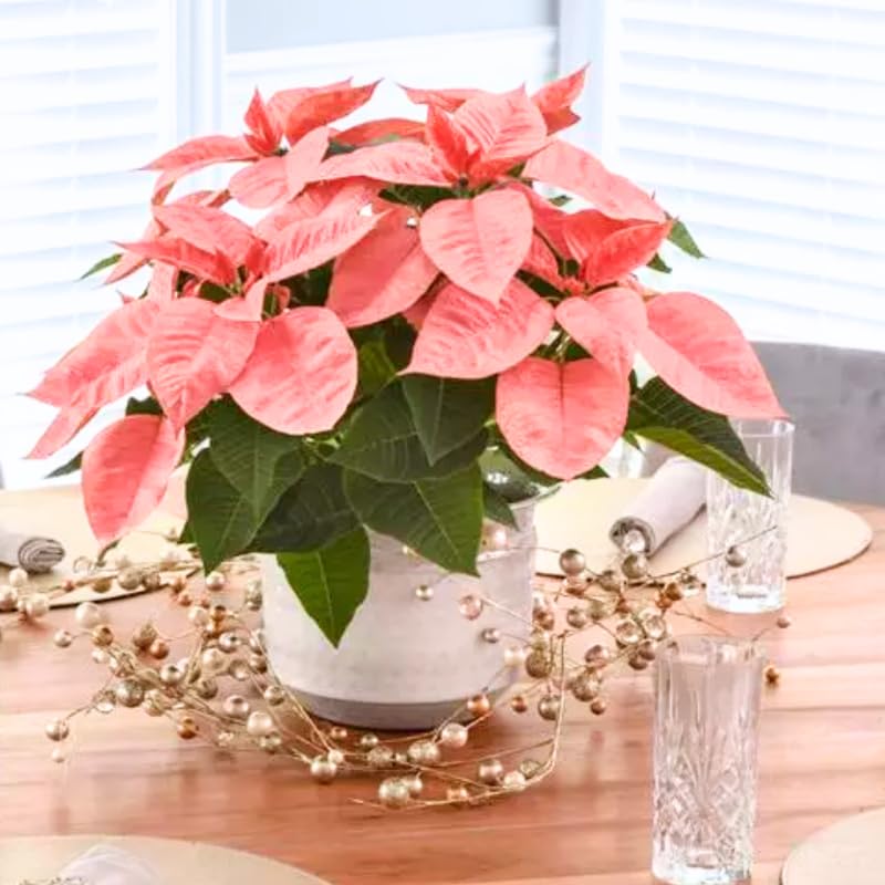 2 Poinsettia Plants Live, Peach Poinsettia Flowers Christmas Decorations, Holiday Houseplant, Poinsettias Trees Plants, No Pot, 5-9" Tall