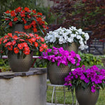 Impatiens Plants Live, 1 Random Color Plant, 3 to 5 Inc Impatiens Flower Plants, Perennial Impatien for Planting Outdoors