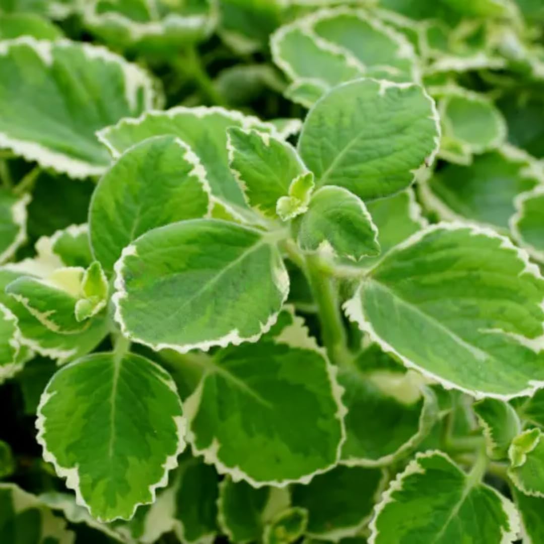 4 Cuban Oregano Live Plants, Live Cuban Oregano Plant, 3 to 5 Inc Tall, Variegated Mexican Mint Plant, Spanish Thyme Herb Plant