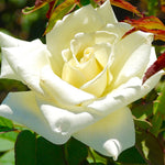 Rose Plant Live, Rose Bush Live Plant, Fragrant Flowers Ready to Plant, 5-9 Inch Height, Well-Rooted, No Pot (White Rose)